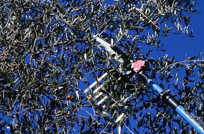 >Récolte des olives (photo 24)