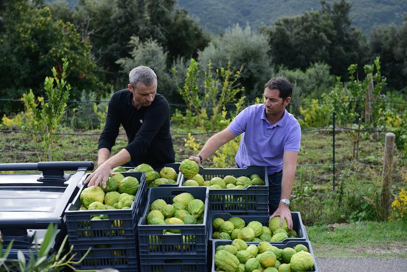 >Cédrat du Cap Corse — Domaine Kallizi (photo 8)