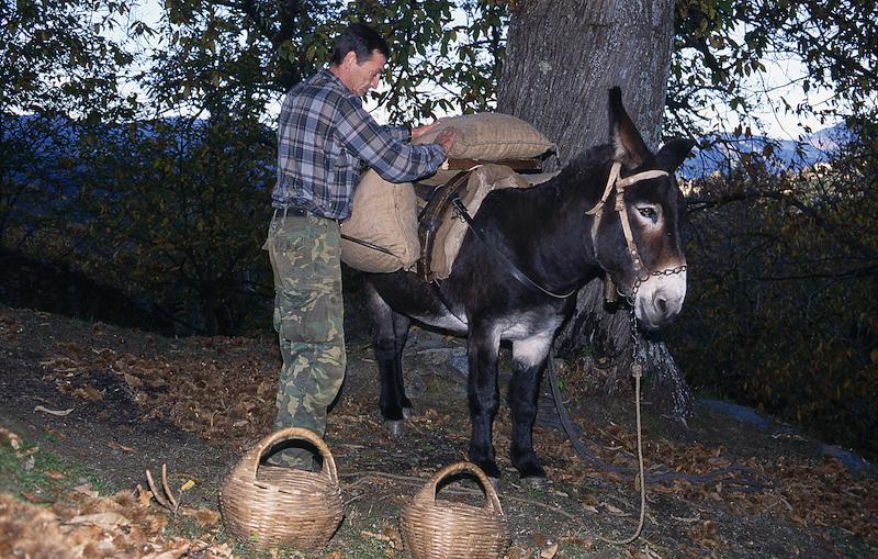 >Châtaignes : cueillette, séchage, moulin — Xavier Colombani (photo 33)