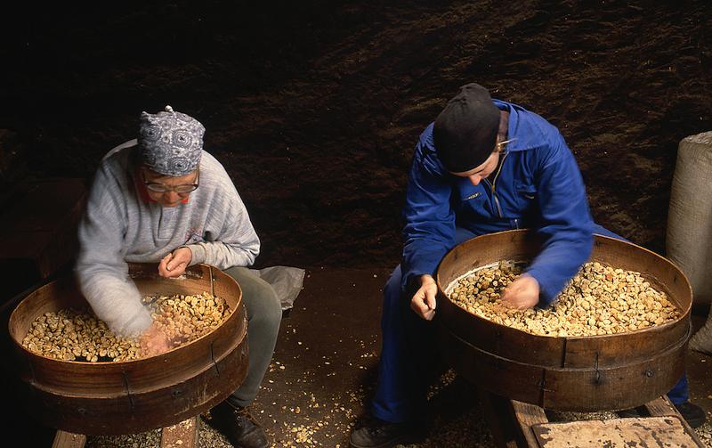 >Châtaignes : cueillette, séchage, moulin — Xavier Colombani (photo 56)