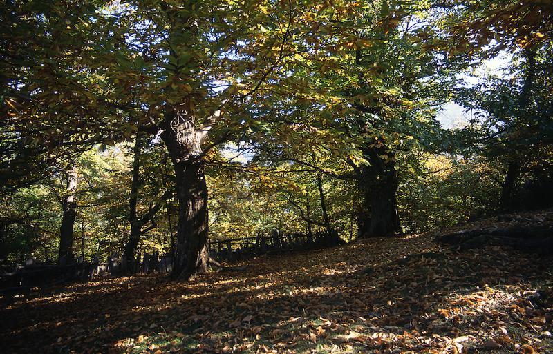 >Châtaignes : cueillette, séchage, moulin — Xavier Colombani (photo 12)