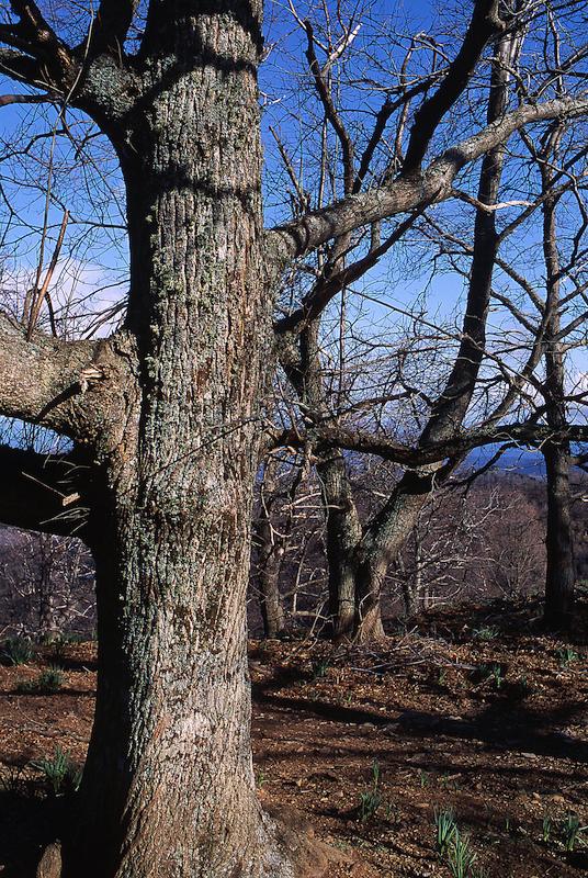 >Châtaignes : cueillette, séchage, moulin — Xavier Colombani (photo 6)