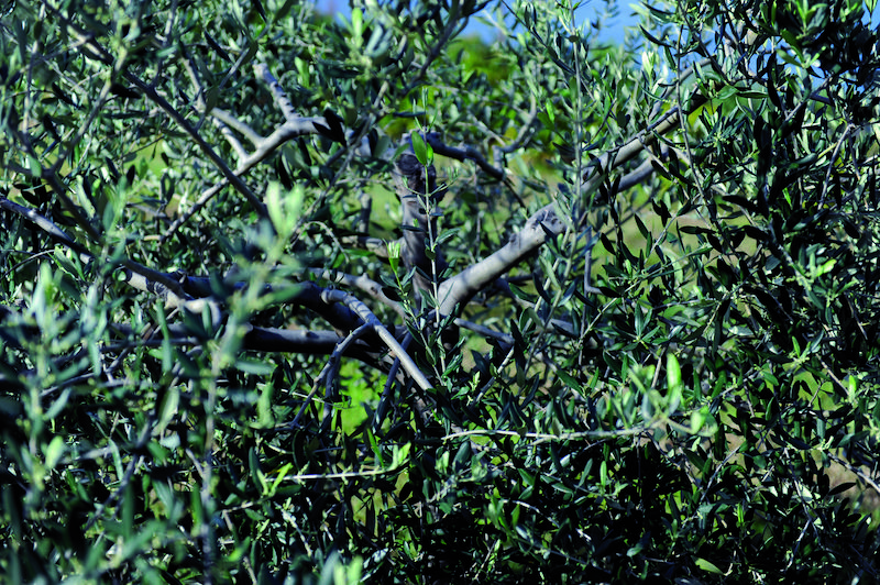 >Récolte des olives (photo 3)