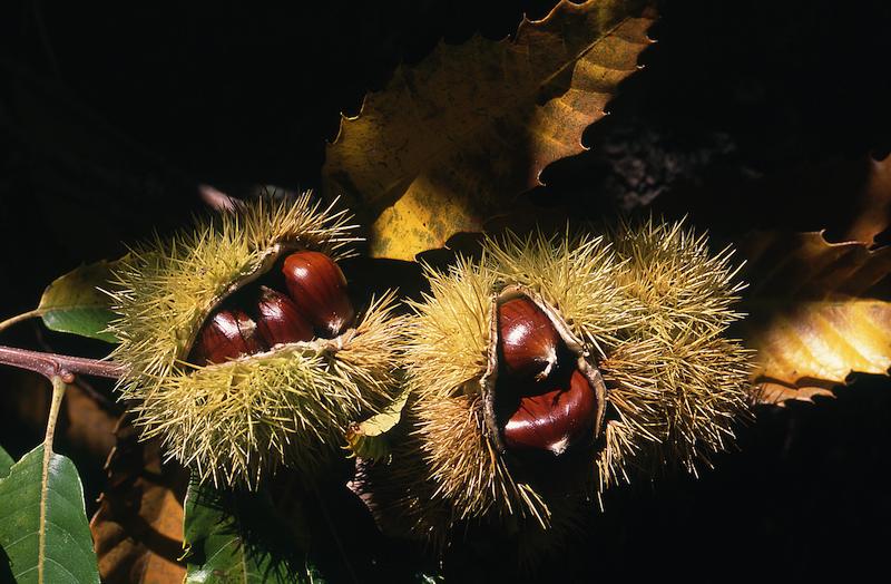 >Châtaignes : cueillette, séchage, moulin — Xavier Colombani (photo 7)