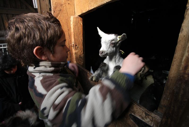 >Casgiu Casanu fait découvrir le métier de berger aux enfants (photo 6)
